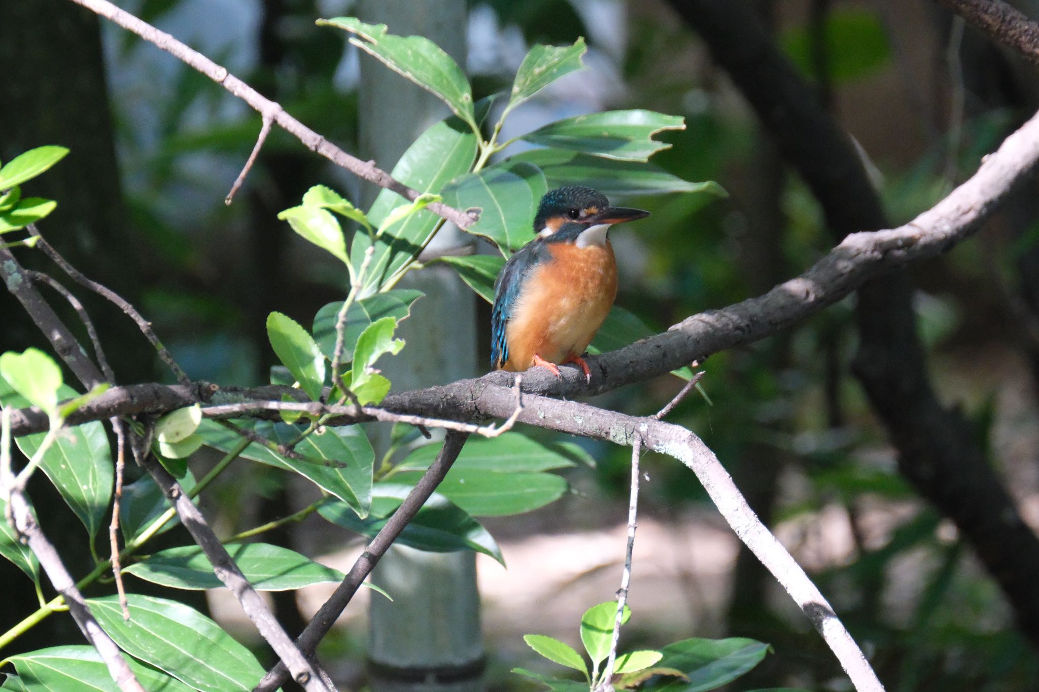 Photo of Common Kingfisher at 源兵衛川 by ポン介