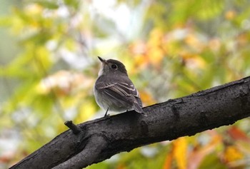 Sat, 10/21/2023 Birding report at 大阪府