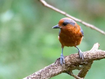 Varied Tit 水元 Sat, 10/21/2023