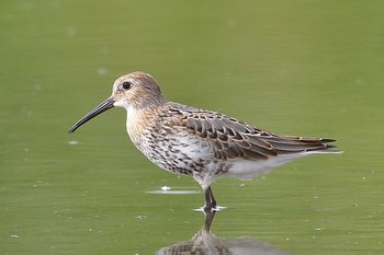 Dunlin Unknown Spots Tue, 8/28/2018