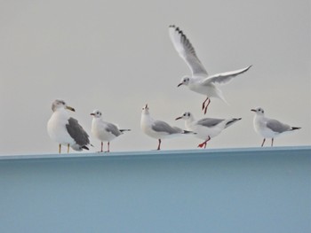 2023年10月21日(土) お台場海浜公園の野鳥観察記録