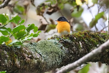 2023年10月21日(土) 戸隠森林植物園(戸隠森林公園)の野鳥観察記録