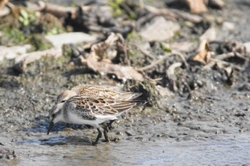 Red-necked Stint Inashiki Tue, 10/3/2023