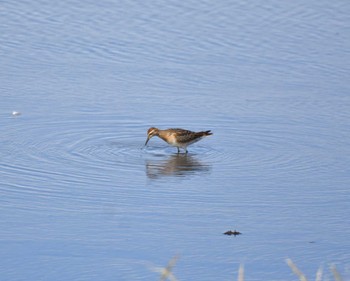 Sharp-tailed Sandpiper Inashiki Sat, 10/21/2023