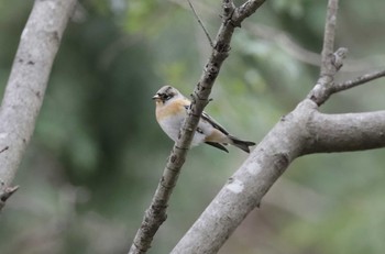 Brambling 和歌山市 Sat, 10/21/2023