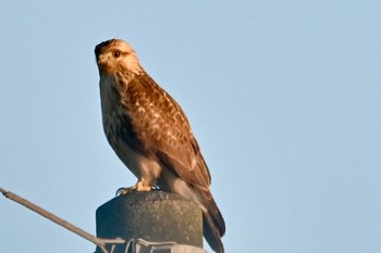 Eastern Buzzard 八幡平 Mon, 10/16/2023