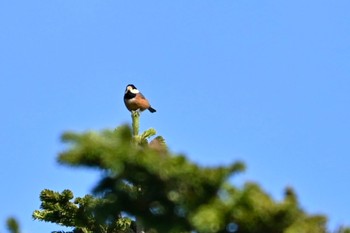 Varied Tit 八幡平 Sat, 10/14/2023