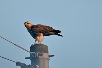 Eastern Buzzard 八幡平 Mon, 10/16/2023