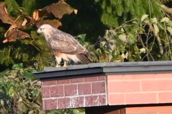 Eastern Buzzard 八幡平 Mon, 10/16/2023