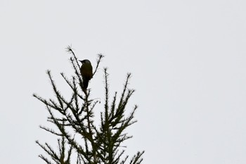 Japanese Green Woodpecker 八幡平 Sun, 10/15/2023