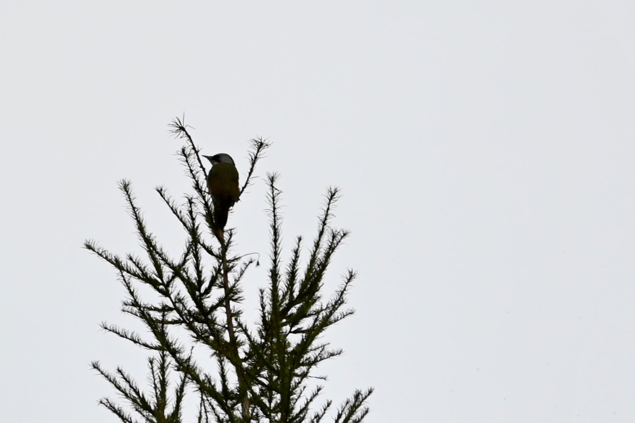 Photo of Japanese Green Woodpecker at 八幡平 by Z秀丸