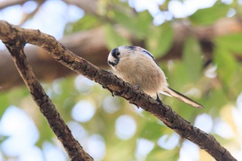 Long-tailed Tit 加古大池 Sat, 10/7/2023