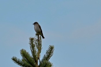 Grey-streaked Flycatcher 八幡平 Sun, 10/15/2023