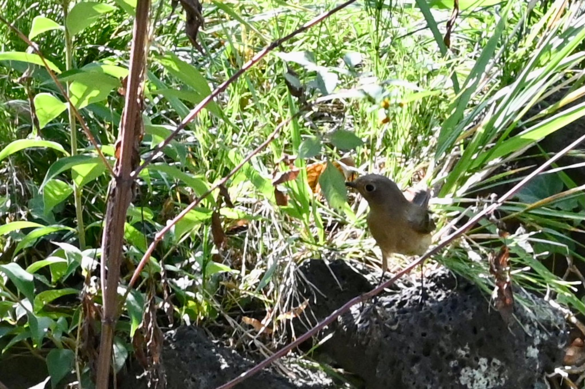 皇居 ジョウビタキの写真 by Z秀丸