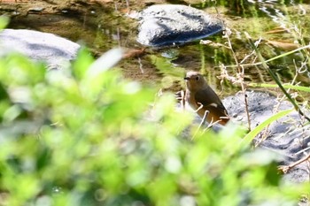 ジョウビタキ 皇居 2023年10月21日(土)