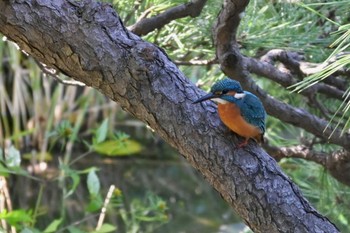 Common Kingfisher Imperial Palace Sat, 10/21/2023