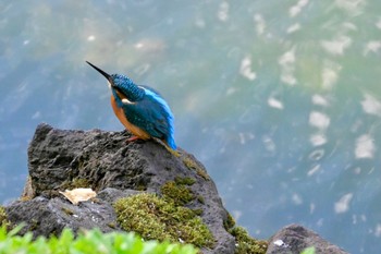 カワセミ 皇居 2023年10月21日(土)