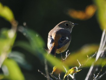 2023年10月22日(日) 北本自然観察公園の野鳥観察記録