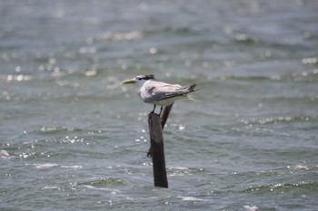 Greater Crested Tern マダガスカル Fri, 10/20/2023