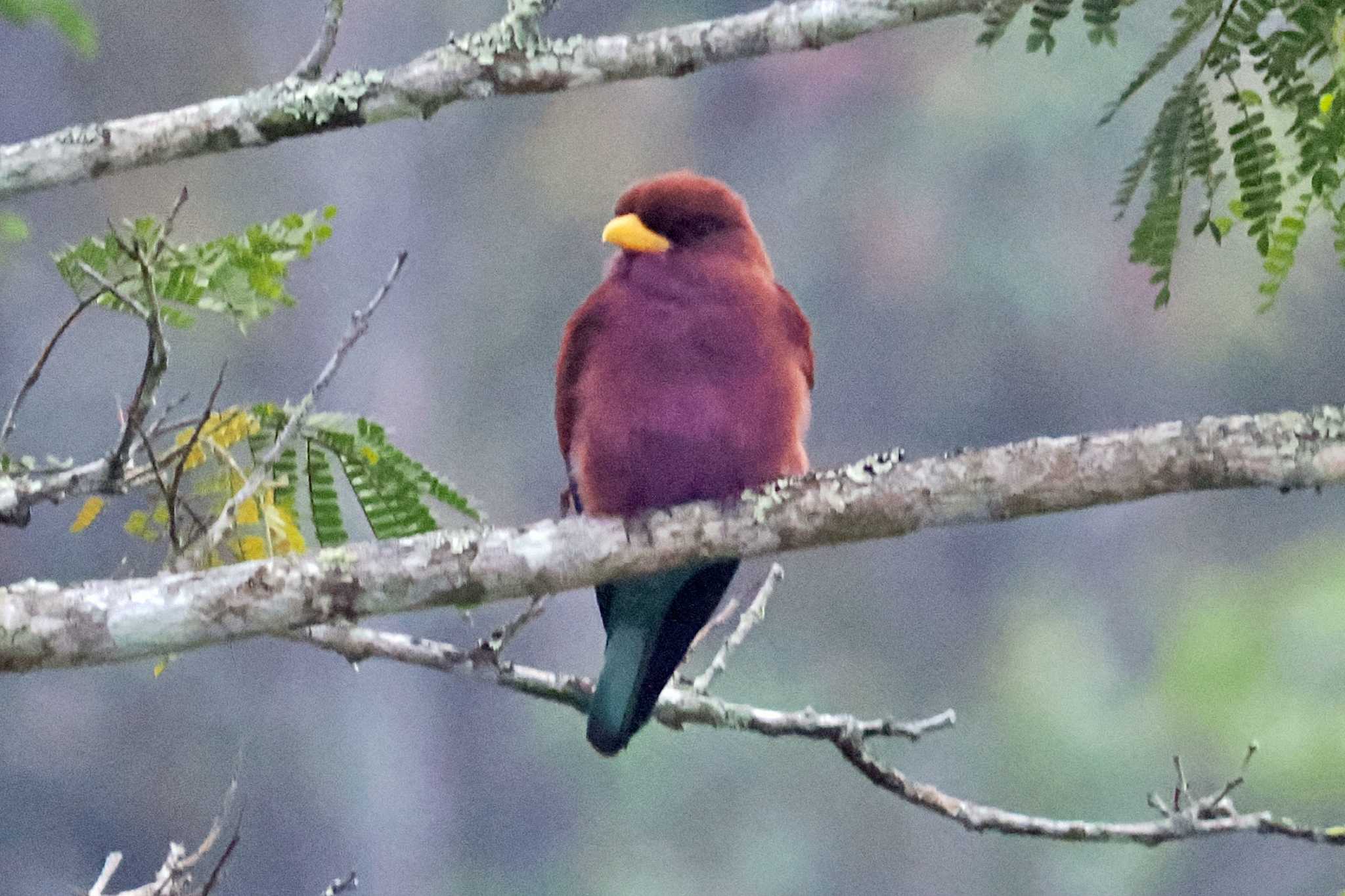 Photo of Broad-billed Roller at マダガスカル by 藤原奏冥