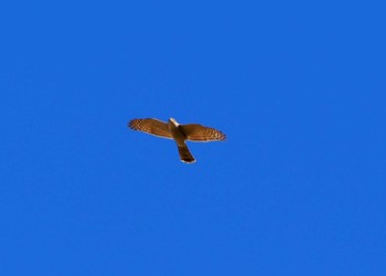 Common Kestrel 平城宮跡 Sun, 10/22/2023