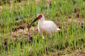 Crested Ibis 佐渡島 Sat, 10/21/2023