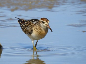 Sharp-tailed Sandpiper 愛知県愛西市立田町 Sun, 10/22/2023