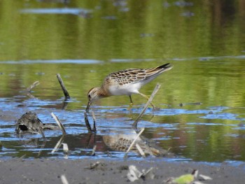 Pectoral Sandpiper 愛知県愛西市立田町 Sun, 10/22/2023