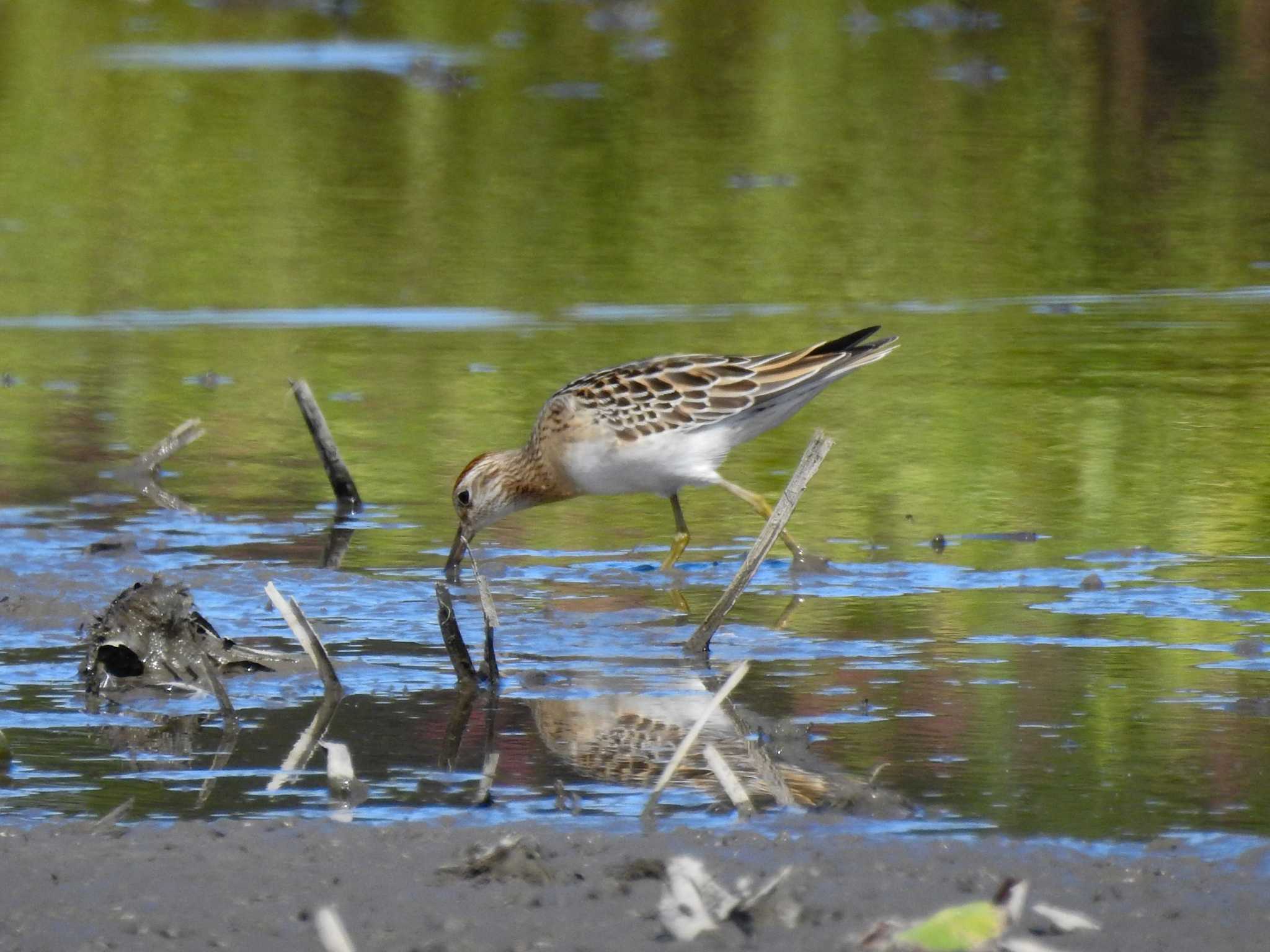 Photo of Pectoral Sandpiper at 愛知県愛西市立田町 by どらお