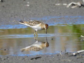 アメリカウズラシギ 愛知県愛西市立田町 2023年10月22日(日)