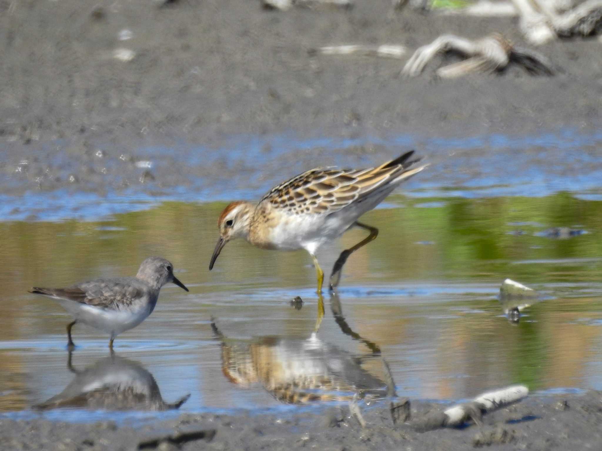 Pectoral Sandpiper