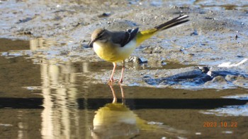 キセキレイ 葛西臨海公園 2023年10月22日(日)