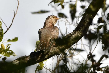 Common Cuckoo Akigase Park Sat, 10/21/2023