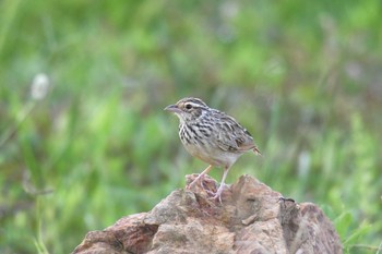 ズアカヤブヒバリ ケーン・クラチャン国立公園 2018年6月10日(日)