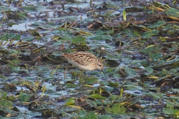 Long-toed Stint いしかり調整池(石狩調整池) Sat, 9/2/2023