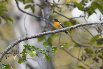 ムギマキ 戸隠森林植物園(戸隠森林公園) 2023年10月21日(土)