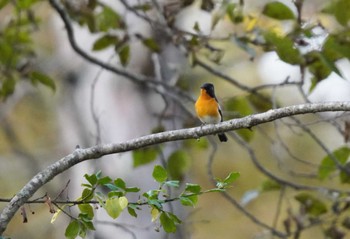 ムギマキ 戸隠森林植物園(戸隠森林公園) 2023年10月21日(土)