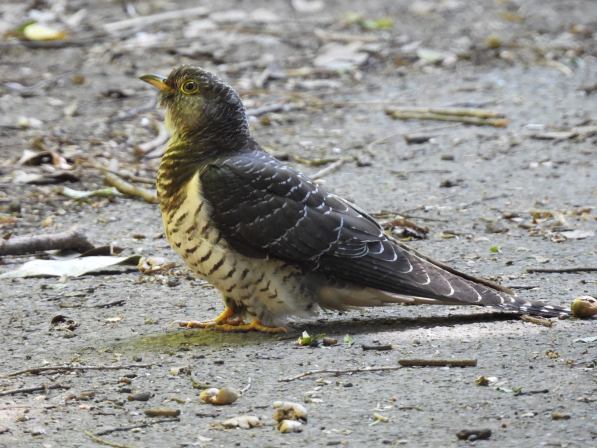 Photo of Common Cuckoo at 芝川第一調節池(芝川貯水池) by 鳥散歩