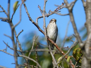 エゾビタキ 東京港野鳥公園 2023年10月21日(土)