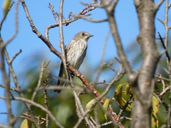 エゾビタキ 東京港野鳥公園 2023年10月21日(土)