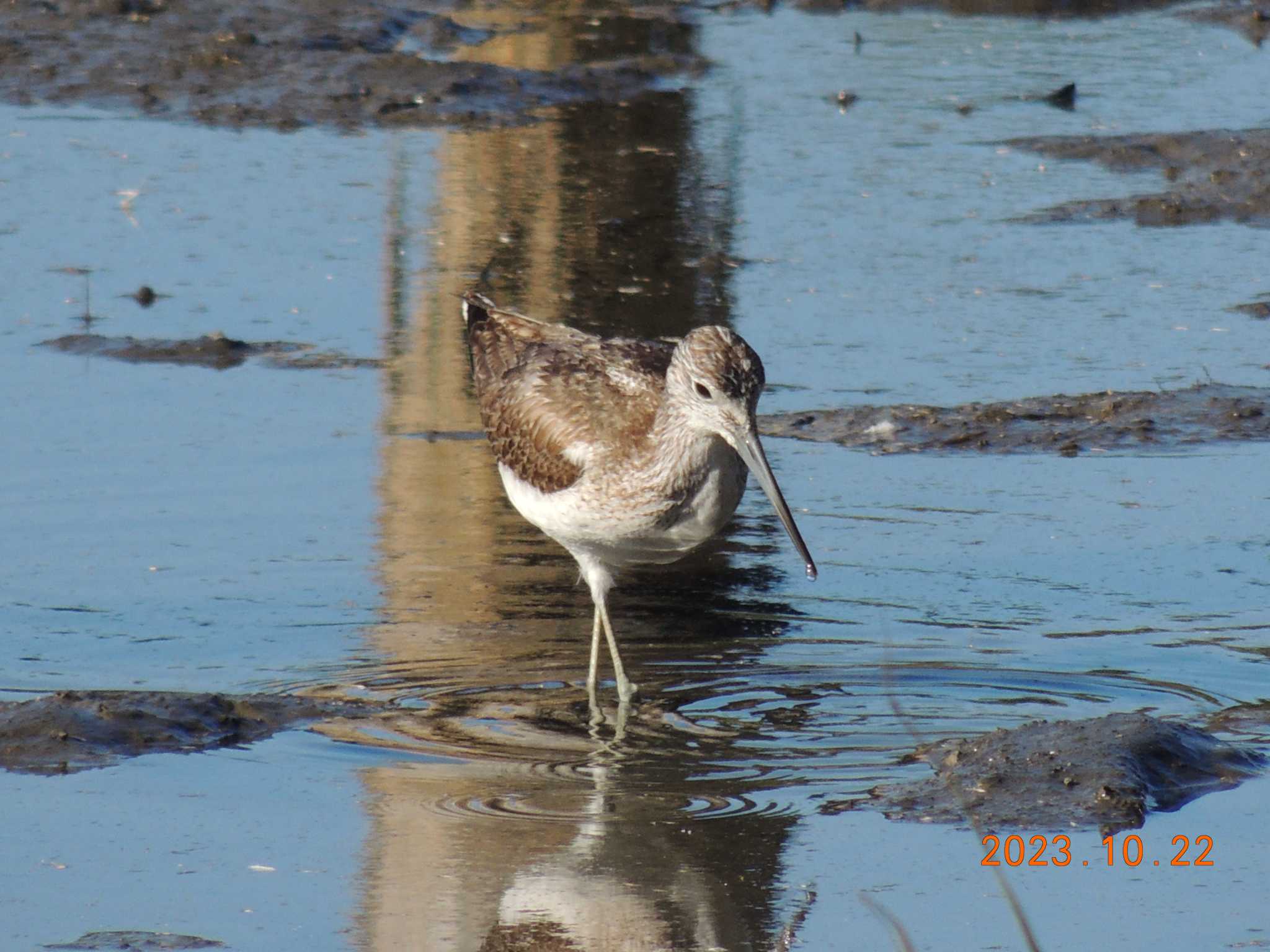 葛西臨海公園 アオアシシギの写真