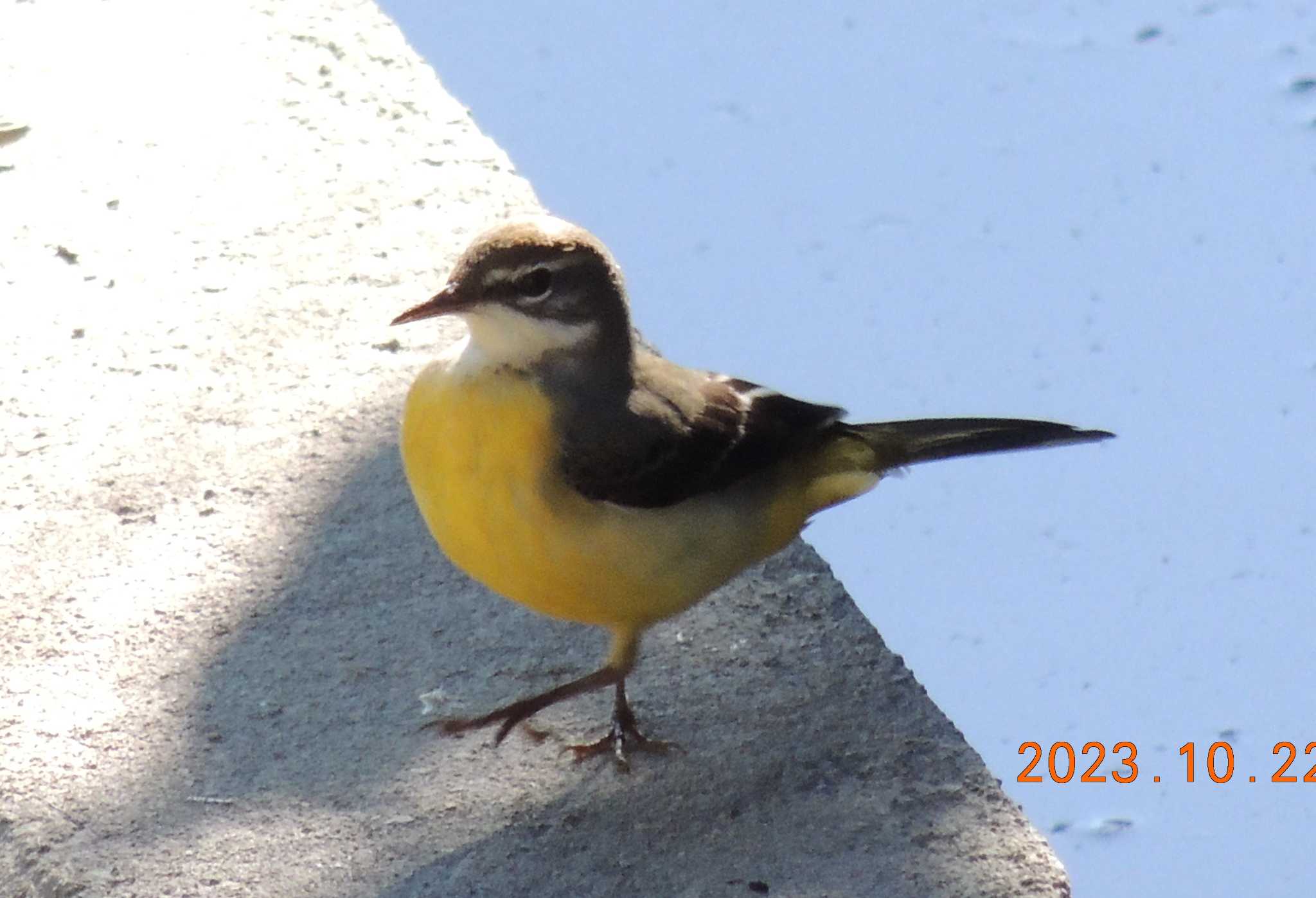 葛西臨海公園 キセキレイの写真