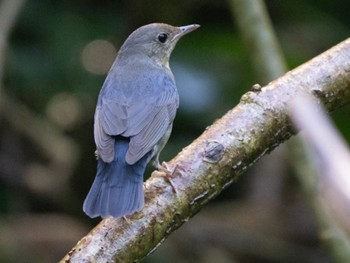 Siberian Blue Robin Dairy Farm Nature Park Sun, 10/22/2023