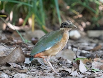 2023年10月22日(日) Jurong Lake Gardensの野鳥観察記録