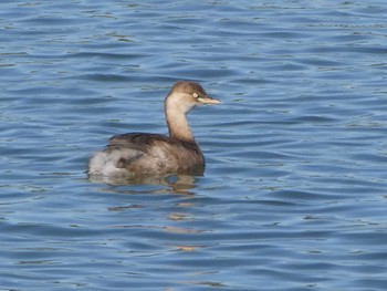 2023年10月22日(日) 東京港野鳥公園の野鳥観察記録