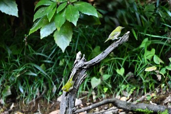 Warbling White-eye 荒川大麻生公園 Sun, 10/22/2023