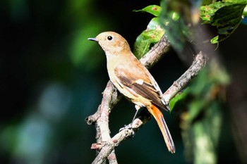 Daurian Redstart 荒川大麻生公園 Sun, 10/22/2023