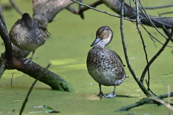 Eurasian Teal 荒川大麻生公園 Sun, 10/22/2023