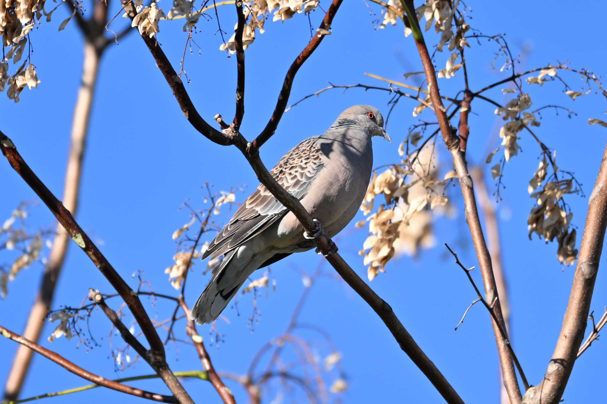 Photo of Oriental Turtle Dove at 荒川大麻生公園 by Yokai
