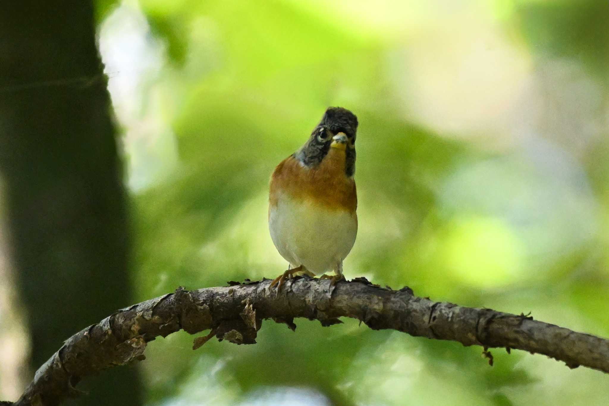 Photo of Brambling at 荒川大麻生公園 by Yokai